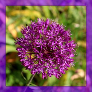 Allium - Framed photo