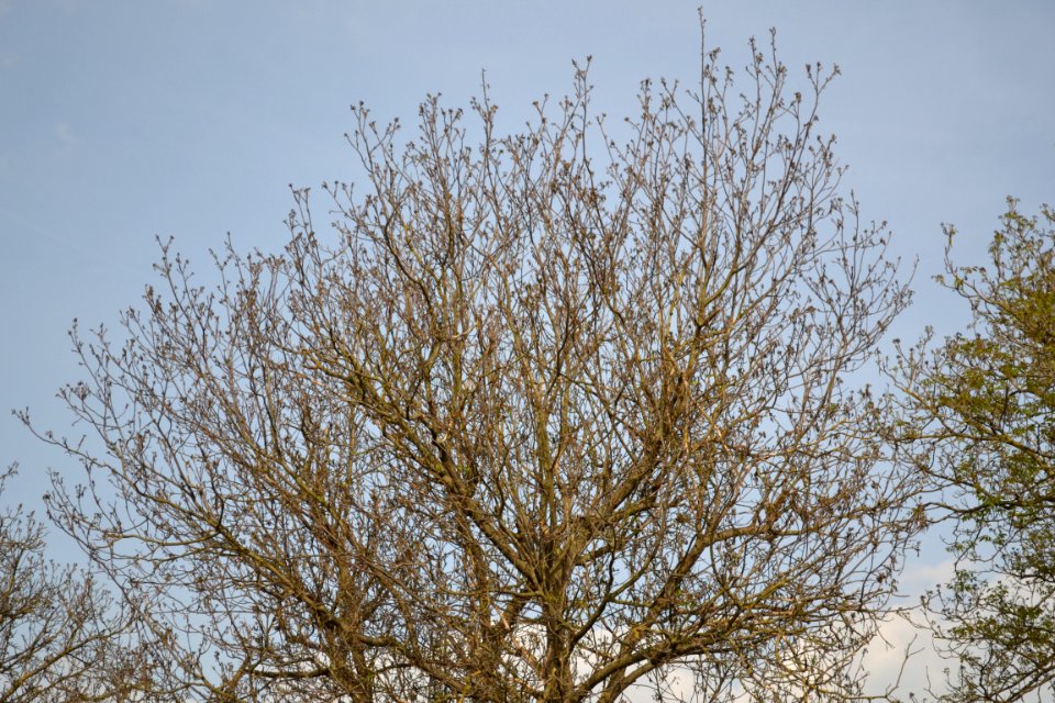 walnut