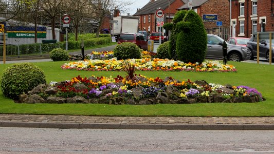 Bear Town in Bloom