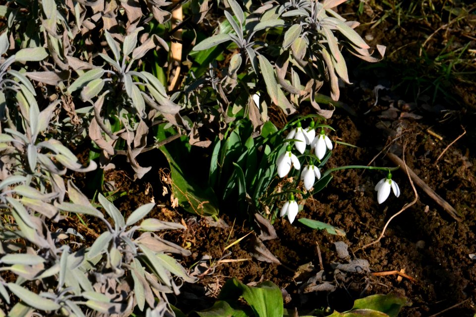 Snowdrop