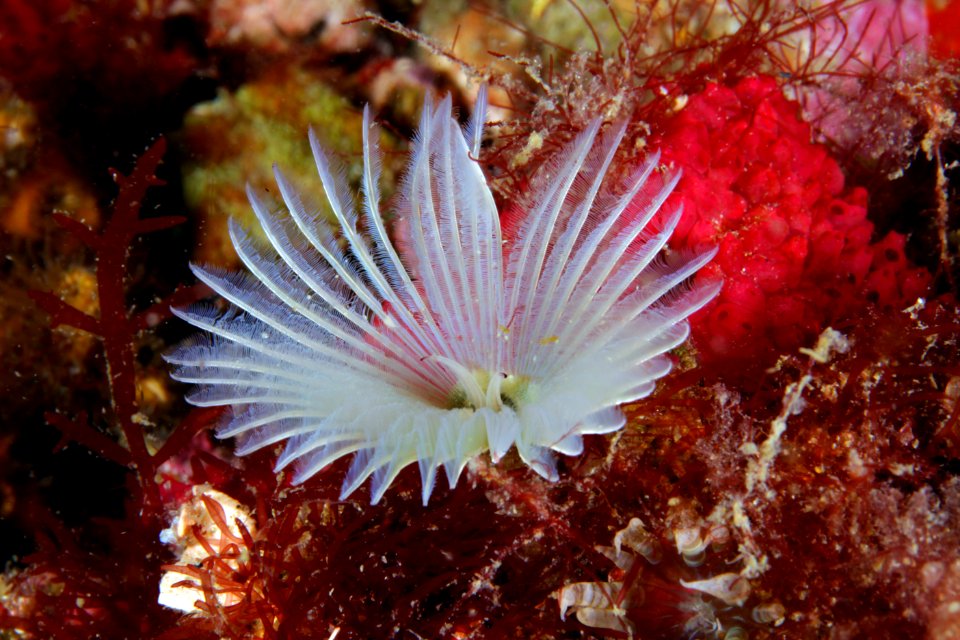 GRNMS - feather duster worm