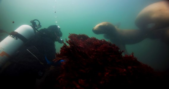 OCNMS - Diver And Sea Lion photo