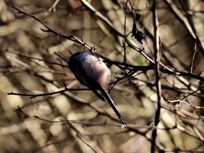 Aegithalos caudatus
