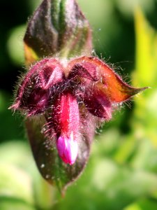 Red Campion, Silene dioica
