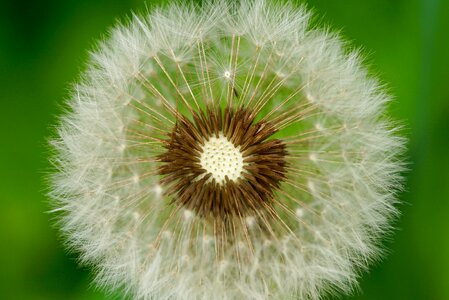 Nature flowers dandelion photo