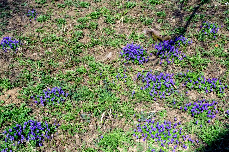 spring