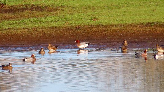 Brown Ducks photo