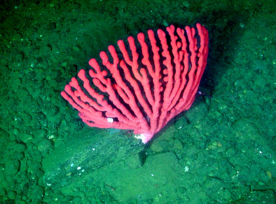 OCNMS  -bubble gum coral