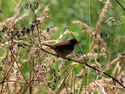 LBJ Flycatcher photo