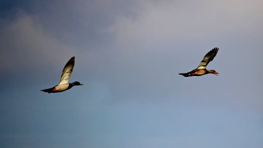 Flying Ducks photo