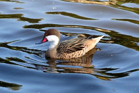 White-cheeked Pintail