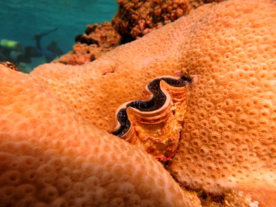 NMSAS - giant clam photo