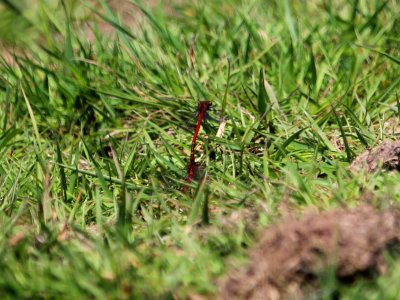 Large Red Damselfly Pair photo