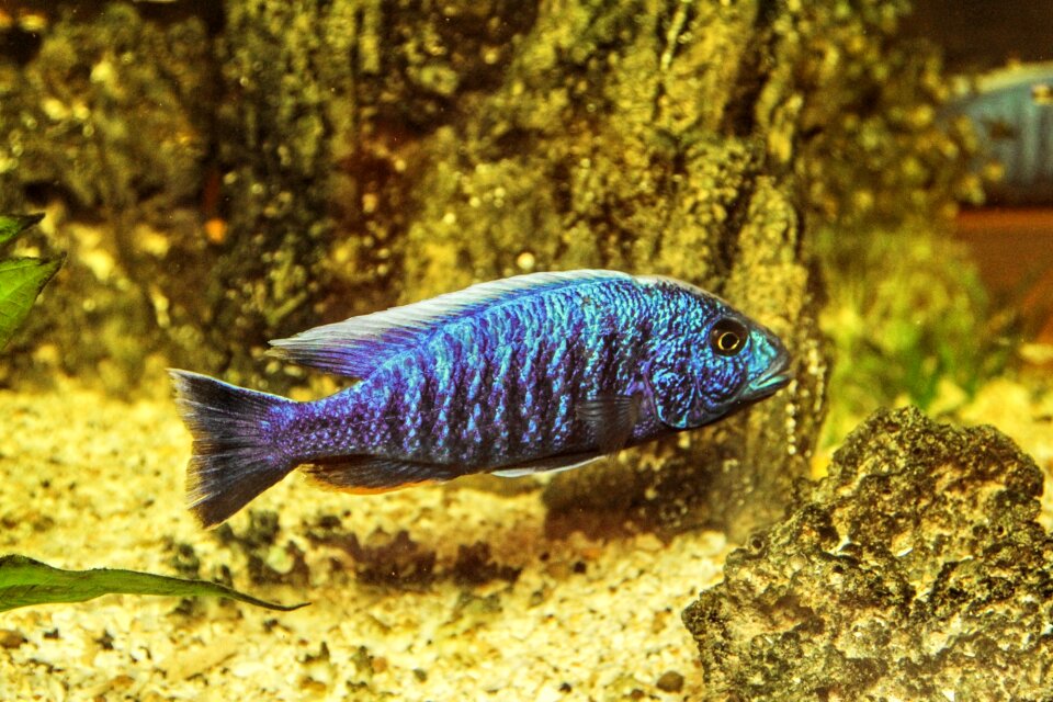 Freshwater fish perch mouthbrooders