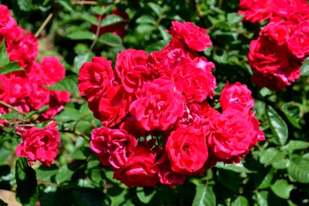 roses photo