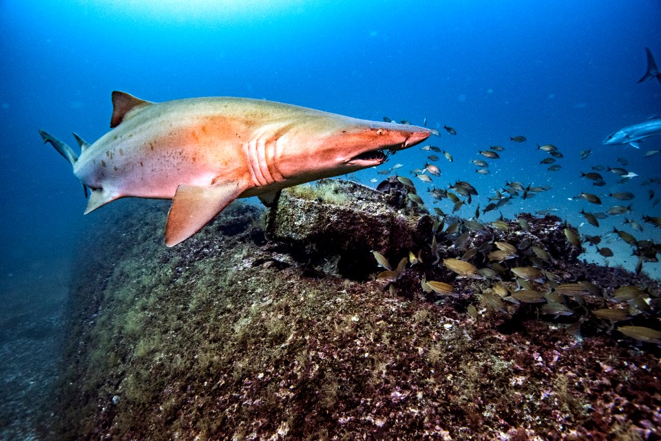 MNMS Sand Tiger Shark USS Tarpon