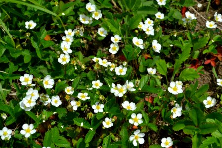 Flower of wild strawberry