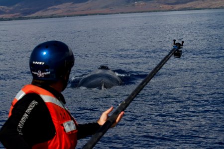 HIHWNMS -- Whale Research photo