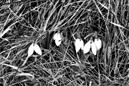 black and white