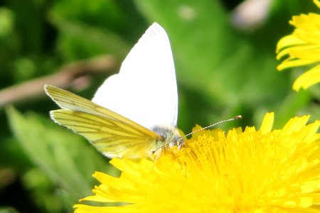 Dandelion Nectar