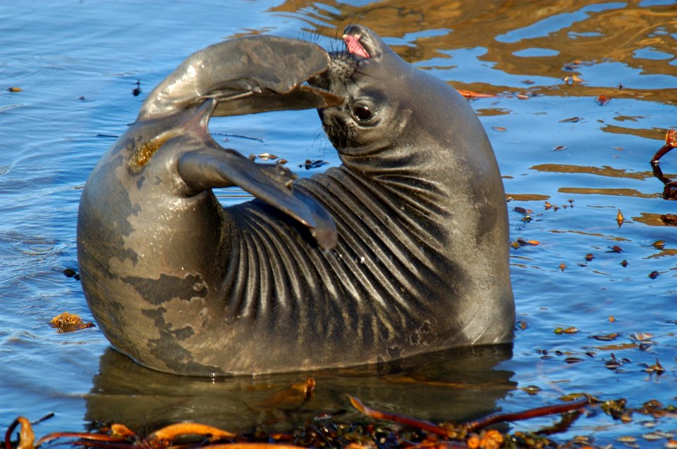 MBNMS - Elephant Seal Pup