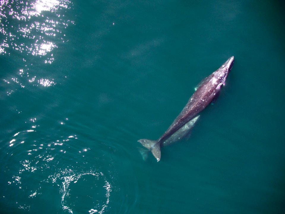 MISC - Gray Whale And Calf - Migrating North