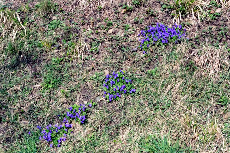 spring