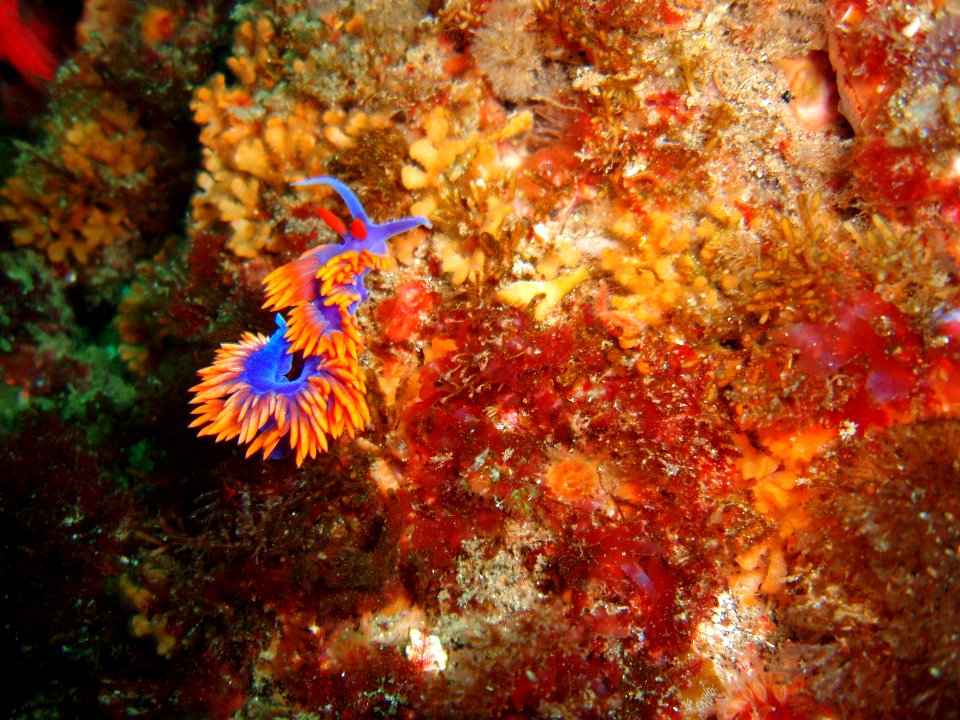 CINMS - spanish shawl nudibranch