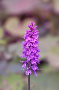 Plant nature orchid like