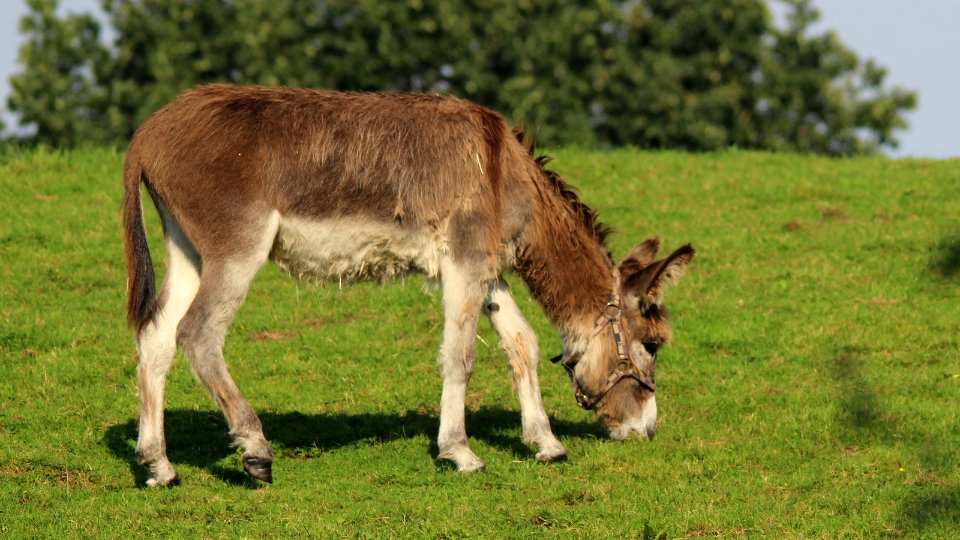 Donkey. Oaty coloured.