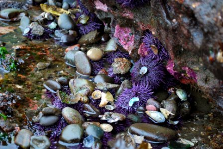 OCNMS - tide pool photo