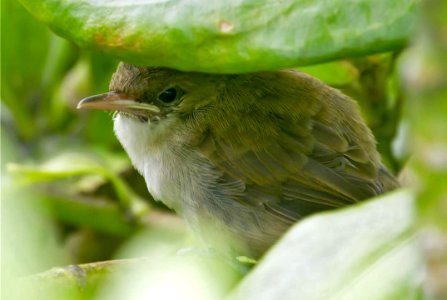 PMNM - Nihoa Millerbird on Laysan Island photo