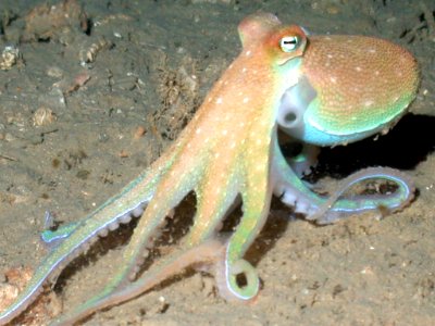 FGBNMS - octopus - NURC UNCW NOAA photo