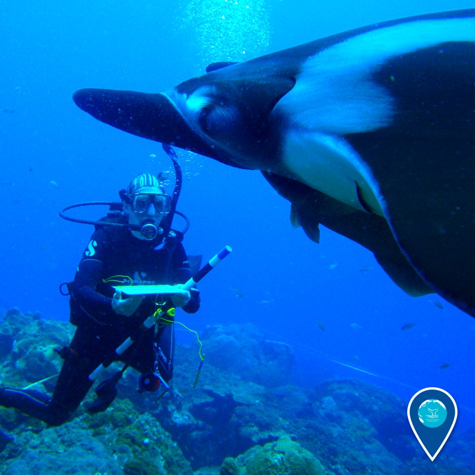 FGBNMS manta ray near diver