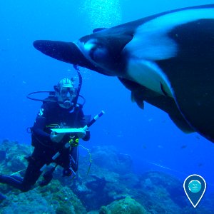 FGBNMS manta ray near diver photo