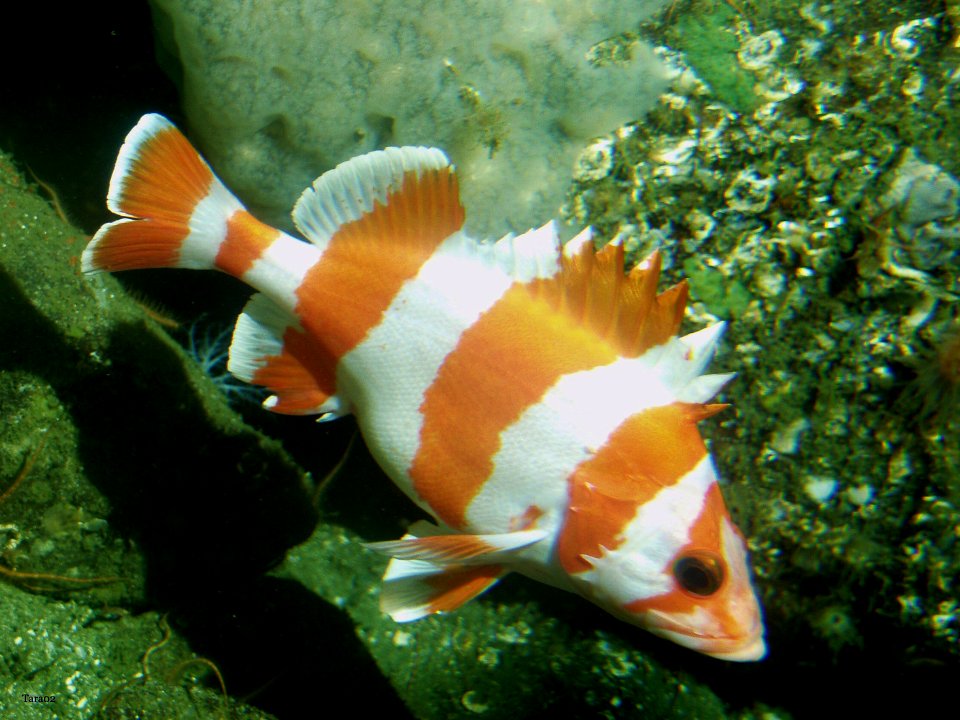 CBNMS - Flag Rockfish