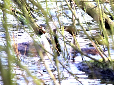 GCG Water Ballet