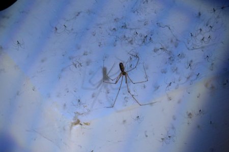 Spooky Spiders
