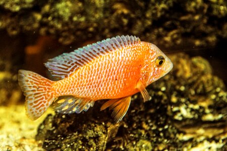 Freshwater fish perch mouthbrooders
