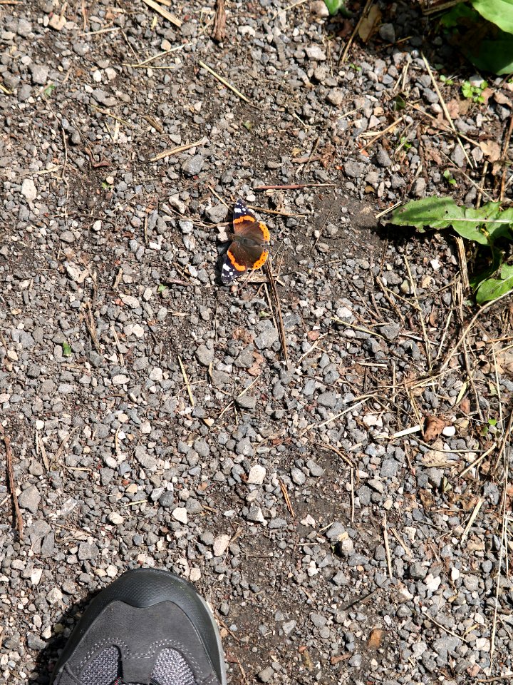Beware-Butterfly Feeding