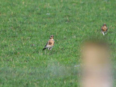 Fieldfare