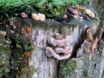 Assorted Fungus