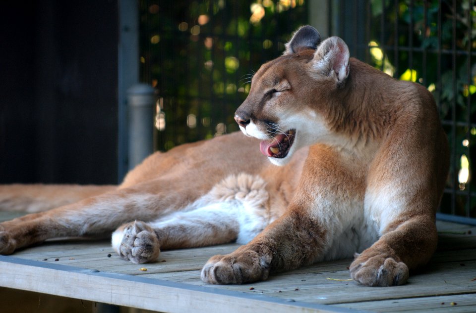 Mountain Lion resting 4 photo