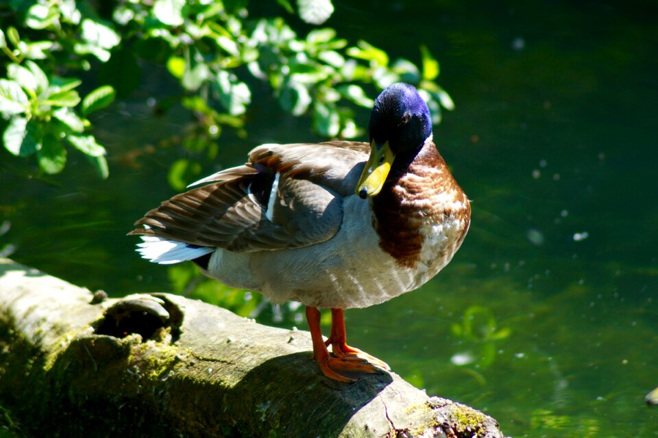 Water bird mallard log