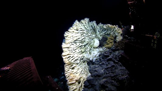 PMNM - largest sponge - NOAA - OER photo
