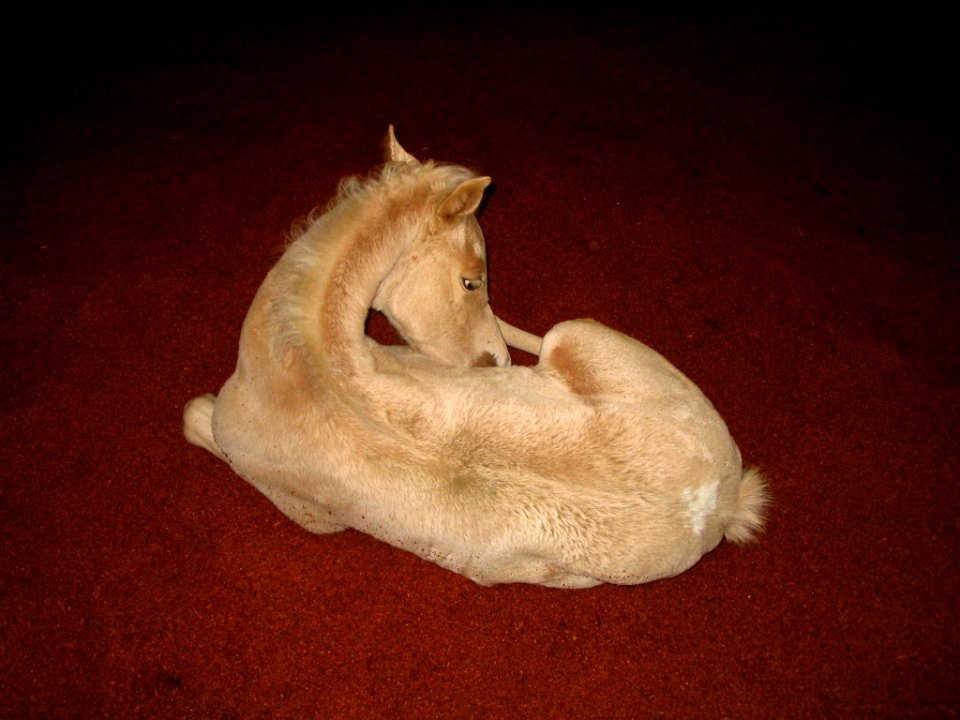 Palomino colt curled up
