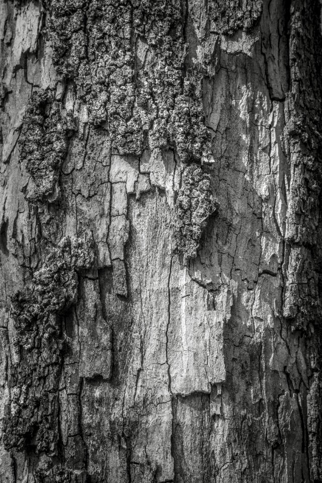 Trunk wood peel