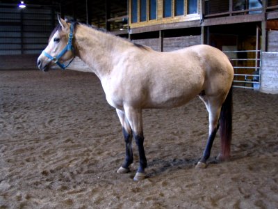 Buckskin mare in arena photo