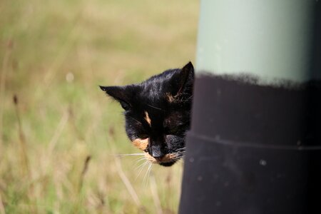 Mieze domestic cat cat face