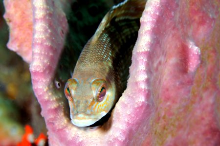 GRNMS black sea bass resting on vase sponge